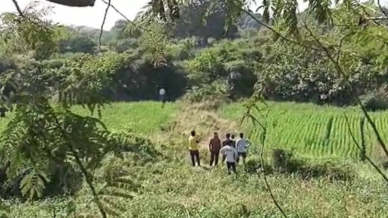 जंगलातील वाघ १२ तासापासून शेतात, शेताची वाट कुणी धरेना जंगलातील वाघ १२ तासापासून शेतात, शेताची वाट कुणी धरेना