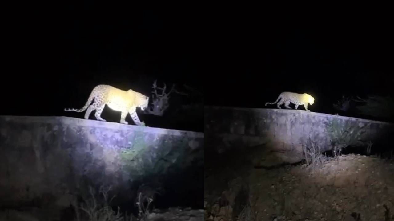 Leopard Attack : रमत गमत चालत असलेल्या बिबट्याचा व्हिडीओ व्हायरल, ग्रामस्थ शेतात जायला घाबरतायेत