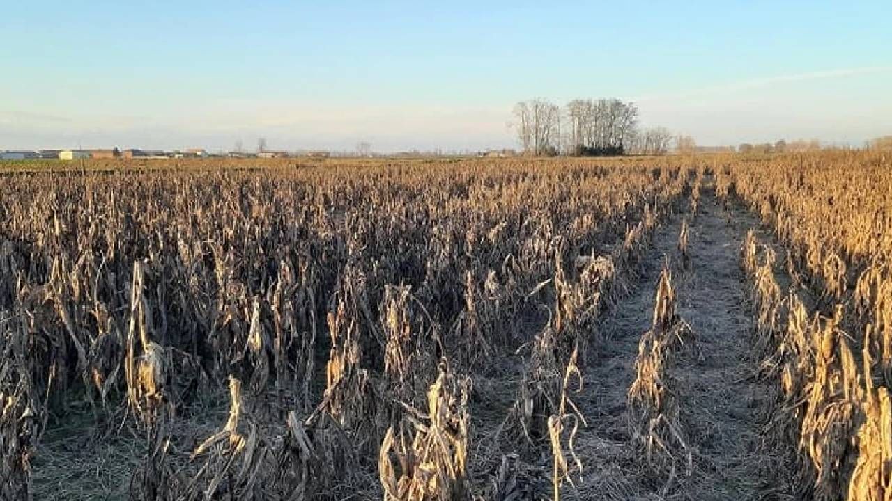 मक्याच्या शेतात लपलाय कुत्रा, सांगा कुठाय?