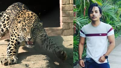 अक्षय कुमारच्या बडे  मियां, छोटे मियां चित्रपटाच्या मेकअप आर्टीस्टवर फिल्मसिटीत बिबट्याचा हल्ला, रूग्णालयात उपचार सुरू, चित्रनगरीत घबराट