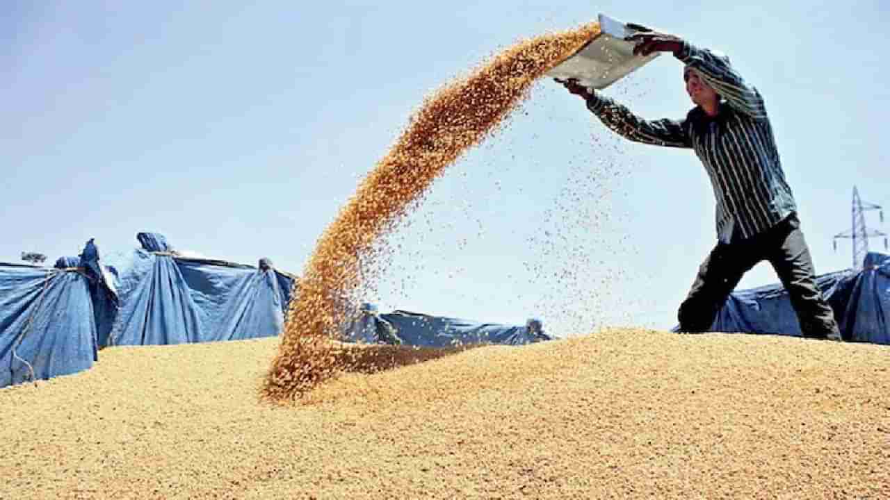 Wheat Price : आणखी स्वस्त होणार गव्हाचे पीठ, केंद्र सरकारने कमी केले भाव