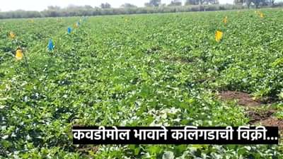 Agriculture News : कलिंगड उत्पादक शेतकरी अडचणीत कवडीमोल भावाने कलिंगडाची विक्री