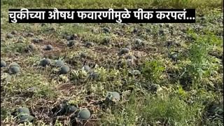 Agriculture News : कलिंगड उत्पादक शेतकरी अडचणीत कवडीमोल भावाने कलिंगडाची विक्री