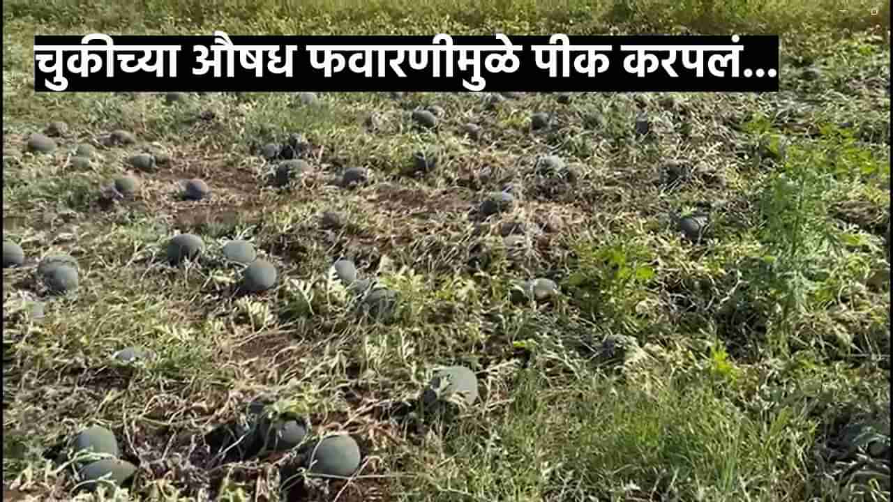 Agriculture News : काढणीला आलेल्या कलिंगडाच्या शेतीवर फवारणी, दुसऱ्या दिवशी पीक करपलं