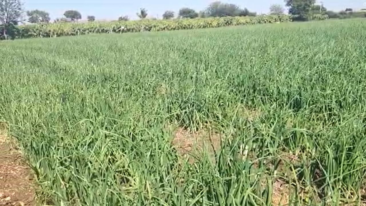 Agriculture News : वाढलेला उत्पादन खर्च आणि घटलेले दर यांचा मेळ घालत असताना शेतकऱ्यांची दमछाक