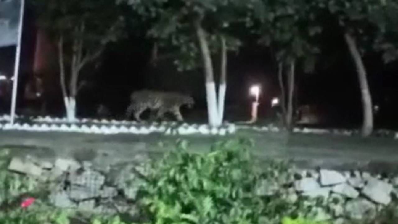ऊर्जा कंपनीत वाघाची एंट्री; सीसीटीव्ही फुटेजमध्ये मुक्तसंचार, वाघ कधी होणार जेरबंद? ऊर्जा कंपनीत वाघाची एंट्री; सीसीटीव्ही फुटेजमध्ये मुक्तसंचार, वाघ कधी होणार जेरबंद?