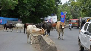 सुट्टी असल्याने मित्रांसोबत फिरायला गेला होता तरुण, पण ही पिकनिक शेवटचीच ठरली !