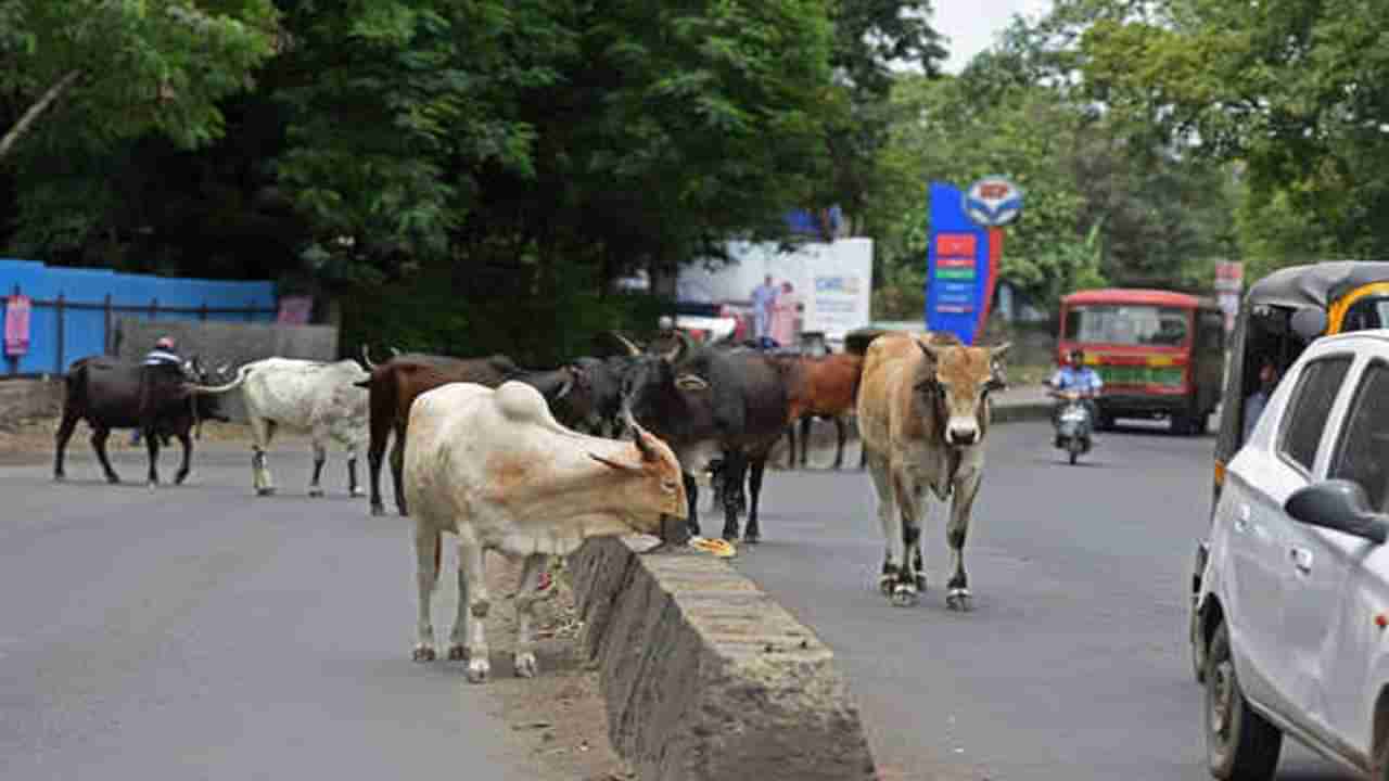 तुमच्याकडे जनावरे असेल तर अशी चुक करू नका? नाहीतर तुमच्यावर पोलीस कारवाई करणार? कारण आहे तरी काय?