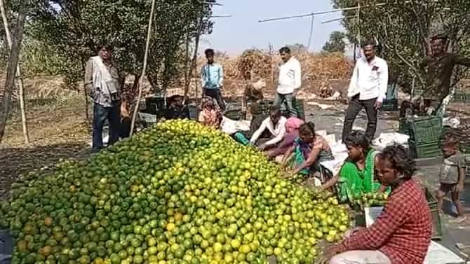 Agriculture News : या पद्धतीने संत्रा बागेची काळजी घ्या आणि लाखो रुपये कमवा, शेतकऱ्यांचं लोकांनी केलं कौतुक