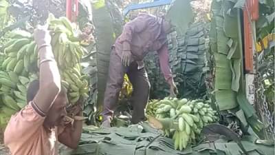 जबरदस्त ! युट्यूबच्या मदतीने तो शिकला शेती करायला, आता होतोय लाखोंचा नफा