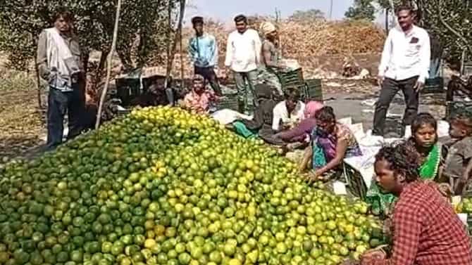 या गावाची ओळख होतेय ऑरेंज व्हिलेज म्हणून; गावात इतक्या एकर जागेवर संत्रा लागवड