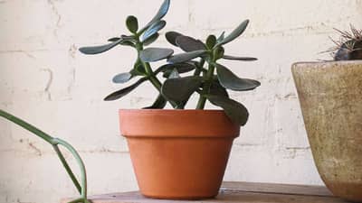 Vastu Tips : चुंबकाप्रमाणे धन खेचते हे चमत्कारीक झाड, आर्थीक अडचणीतून जात असाल तर अवश्य करा हा उपाय