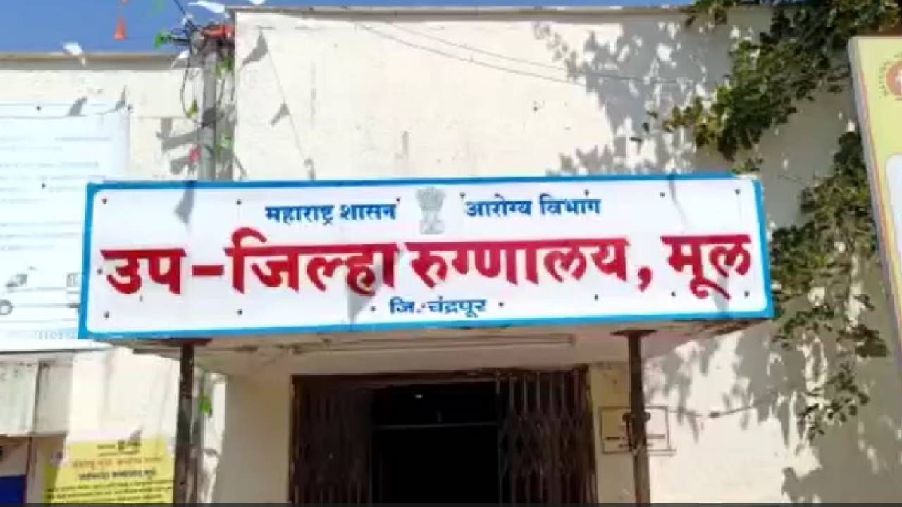 Chandrapur Tiger : शेतात जाणारा महेश वाघाच्या हल्ल्यात जखमी; असा वाचवला जीव