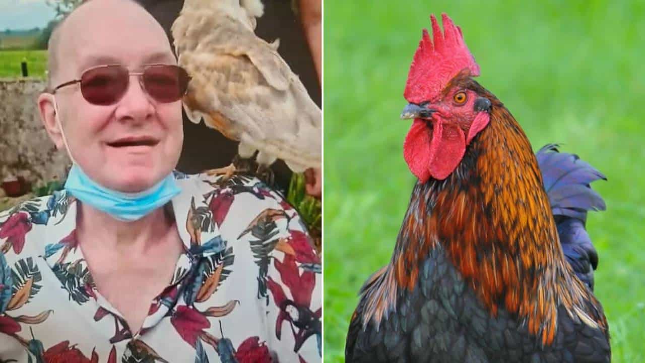 खूनी कोंबडा, या कोंबड्याने असं काही केलं की एका बुजुर्गाचा जीवच गेला; वर्षभर चौकशी चालली पण कुणाची?