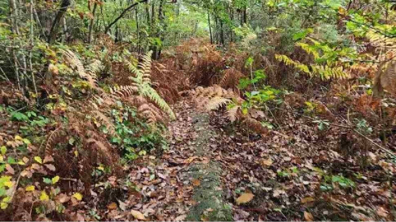 झाडाझुडपात लपलेला कुत्रा दिसला का? झाडाझुडपात लपलेला कुत्रा दिसला का?