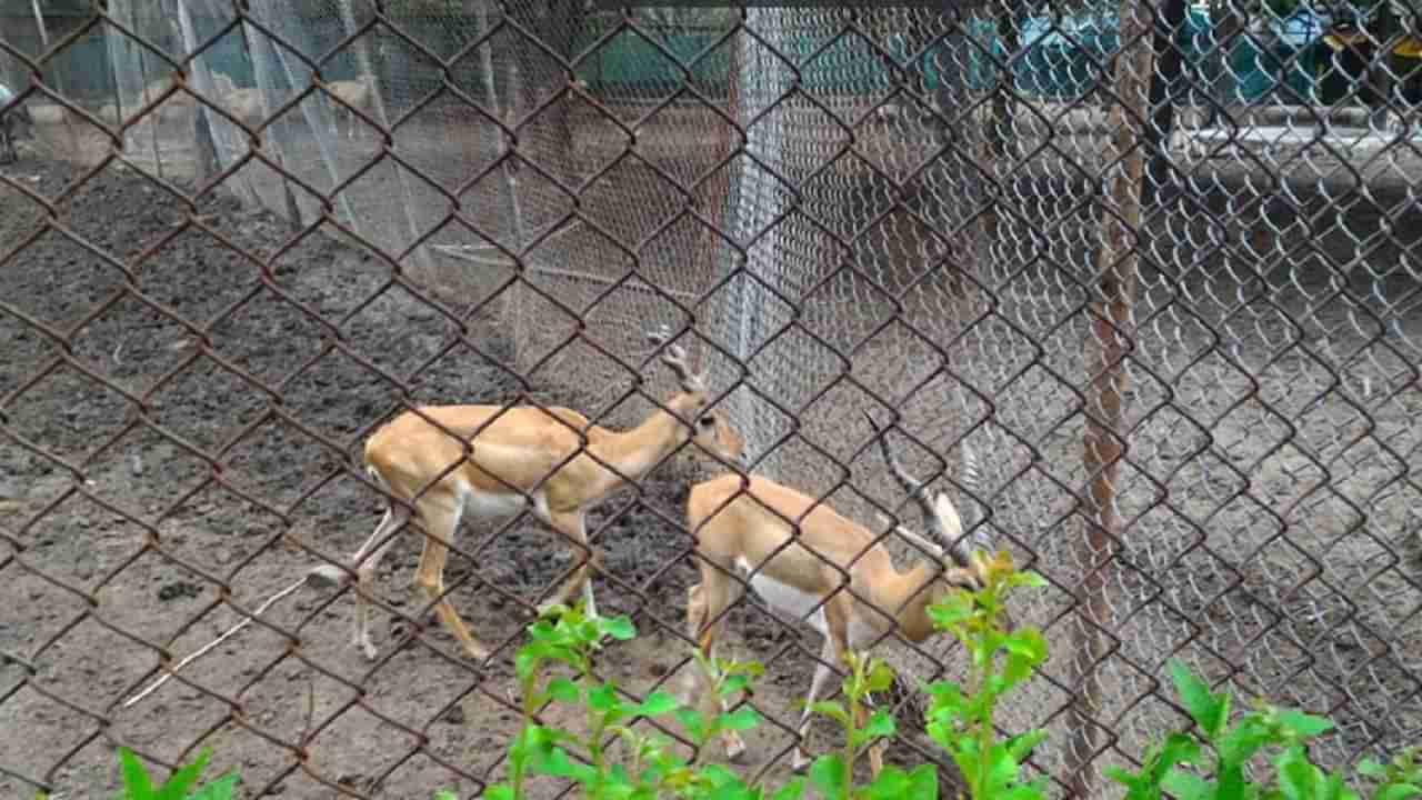 महाराजबाग प्राणिसंग्रहालयातील प्राणी असलेले पिंजरे धोकादायक स्थितीत, पर्यटकांचा जीव धोक्यात ?