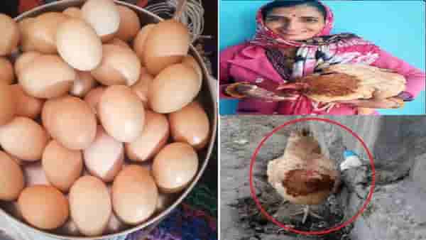 या कोंबडीसमोर सोन्याची देखील लाजेल, 1 दिवसात दिले 31 अंडे, पशुसंवर्धन विभाग हादरला