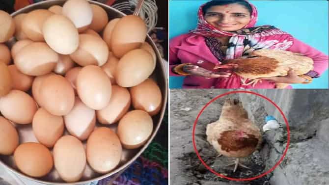 या कोंबडीसमोर सोन्याची देखील लाजेल, 1 दिवसात दिले 31 अंडे, पशुसंवर्धन विभाग हादरला