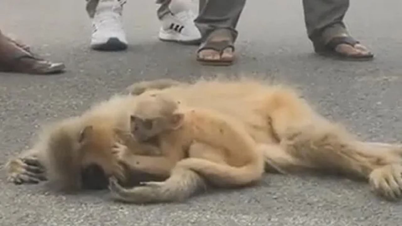 दोन महिन्यांच्या माकडाच्या पिल्लाचा वाहनाने चिरडलेल्या आईला जिवंत करण्याचा प्रयत्न, VIDEO पाहून अनेकांचे डोळे पाणावले