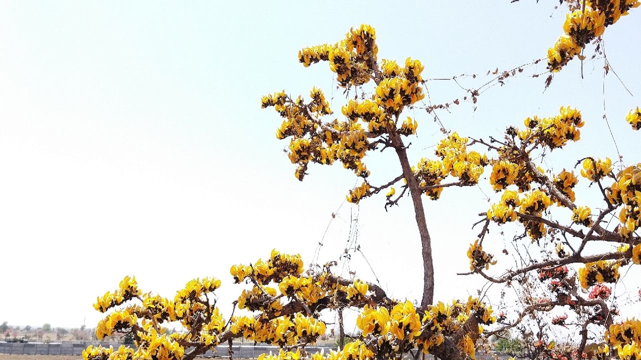 वसंत ऋतूत पिवळा पळस बहरला, झाडं सर्वांचं लक्ष वेधून घेतायेत, बहुआयामी उपयोग तुम्हाला माहित आहे का ? वसंत ऋतूत पिवळा पळस बहरला, झाडं सर्वांचं लक्ष वेधून घेतायेत, बहुआयामी उपयोग तुम्हाला माहित आहे का ?