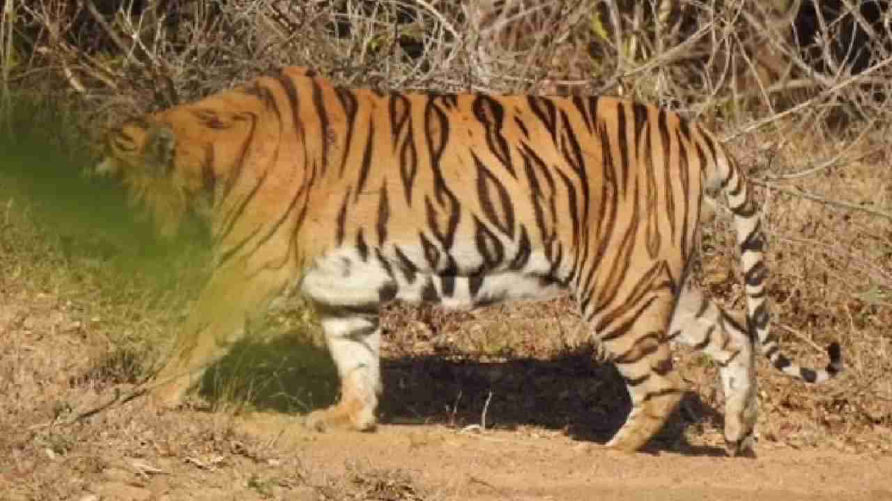 दोन वाघांच्या झुंजीत एकाने सोडले प्राण; निंबाळा जंगलात नेमकं काय घडलं?