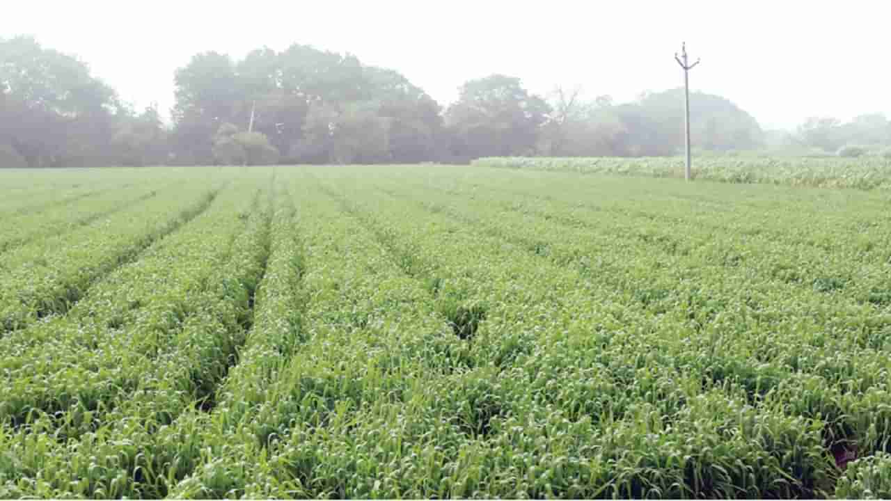 या कारणामुळे हरभऱ्याच्या उत्पन्नात घट, चांगला भाव मिळेल अशी शेतकऱ्यांना अपेक्षा