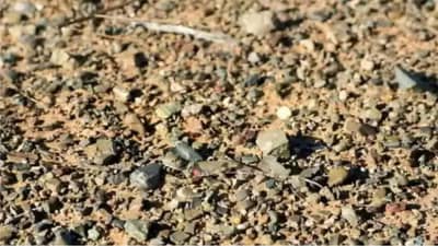 खडकात एक पाल आहे, दिसतेय का? सांगा कुठाय