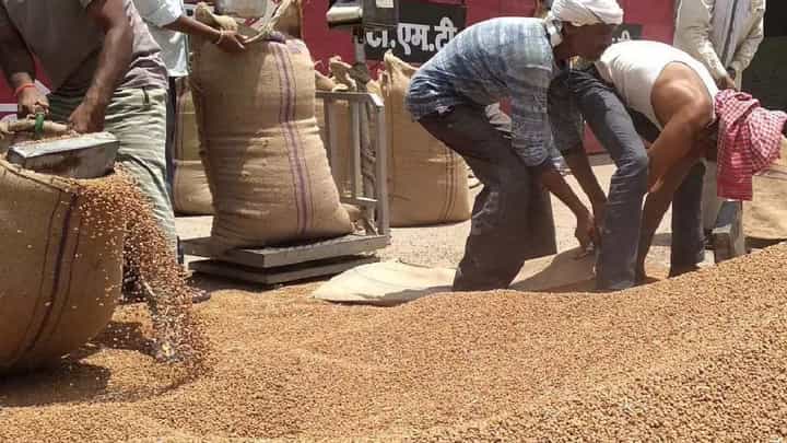 हरभरा उत्पादक शेतकऱ्यांसाठी महत्वाची बातमी; आता हमीभावाप्रमाणे विक्री करता येणार हरभरा उत्पादक शेतकऱ्यांसाठी महत्वाची बातमी; आता हमीभावाप्रमाणे विक्री करता येणार