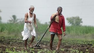 या कारणामुळे हरभऱ्याच्या उत्पन्नात घट, चांगला भाव मिळेल अशी शेतकऱ्यांना अपेक्षा