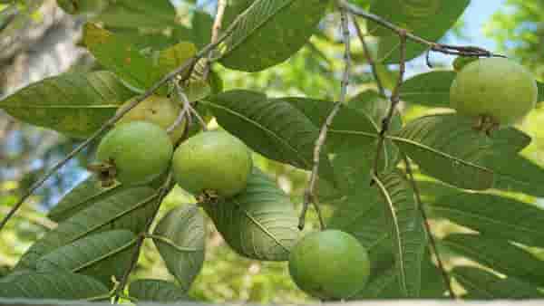 पेरुची शेती करा अन् लाखो रुपये कमवा, एमबीए झालेल्या तरुणाच्या नव्या प्रयोगामुळं...