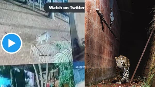 VIDEO | पाळीव कुत्र्यावर बिबट्याचा हल्ला, बिबट्याच्या वास्तव्यामुळे भीतीचे वातावरण