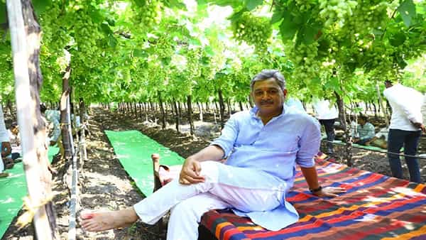 दुपारचे जेवण सर्व सहकाऱ्यांच्या सोबत द्राक्षाच्या बागेत केले.