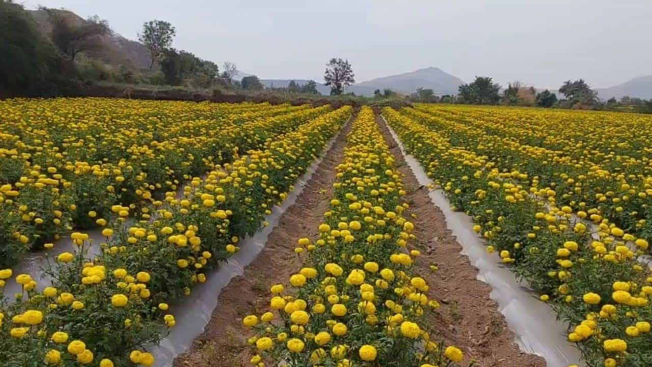 या अप्सराने शेतकऱ्याच्या आयुष्यात आणली सोन्याची खाण; शेतीत या दोन बंधूंचा नवा प्रयोग