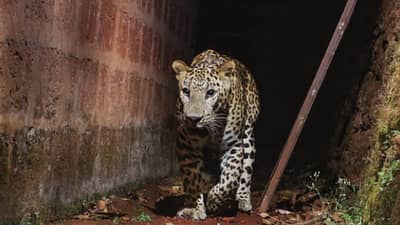 बिबट्याने पुणे शहरात घुसून पाळीव कुत्र्याची केली शिकार, व्हिडिओ पाहून व्हाल थक्क