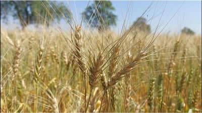 अधिवेशनाकडून बळीराजाला अपेक्षा काय?; रब्बी पिकांना चांगला भाव मिळावा