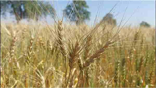 अधिवेशनाकडून बळीराजाला अपेक्षा काय?; रब्बी पिकांना चांगला भाव मिळावा