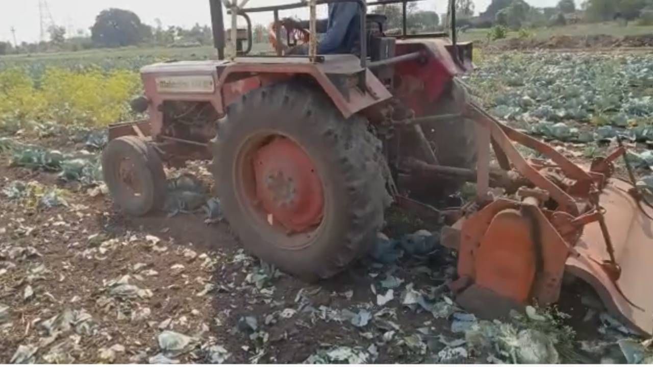 कोबीला मातीमोल भाव; 2 एकरातील भाजीवर रोटर फिरवला...