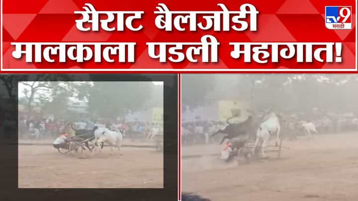 शंकरपटात दरम्यान अपघात; काळाजाचा ठोका चुकवणारा व्हीडिओ... मालक अन् बैलजोडी... शंकरपटात दरम्यान अपघात; काळाजाचा ठोका चुकवणारा व्हीडिओ... मालक अन् बैलजोडी...