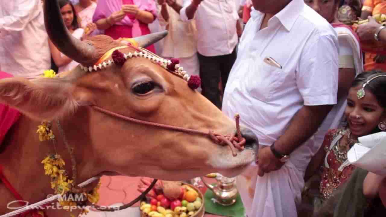 या दहा कारणांमुळे हिंदू धर्मात गाईला आहे विशेष महत्व, मृत्यूनंतर मोक्ष प्राप्तीसाठी करते मदत