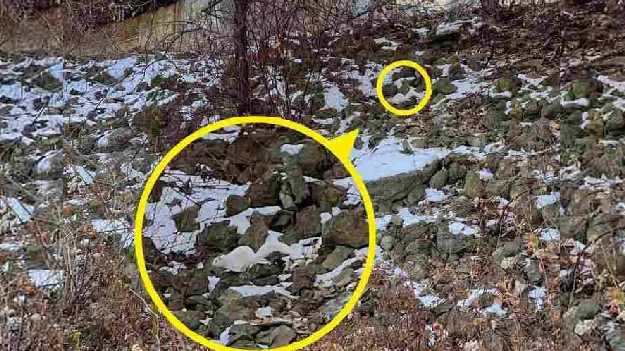 here is the squirrel