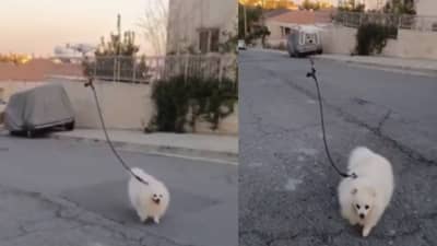 ड्रोन चालवत होतं कुत्रं! व्हिडीओ व्हायरल