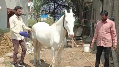 लाखात एक, कारपेक्षाही महाग घोडा; या घोड्याच्या खुराकाची घेतली जाते अशी काळजी