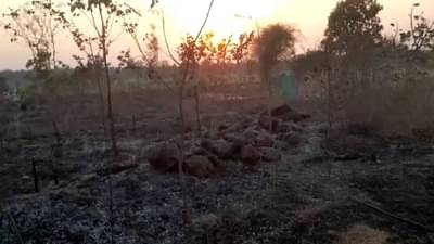 रोपांची काळजी घेतली, लहानाचे मोठे केले; आगीत शंभरावर वृक्षांची क्षणात राखरांगोळी