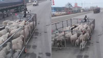 मेंढपाळाचं डोकं लईच भारी गड्या! व्हिडीओ तर बघा