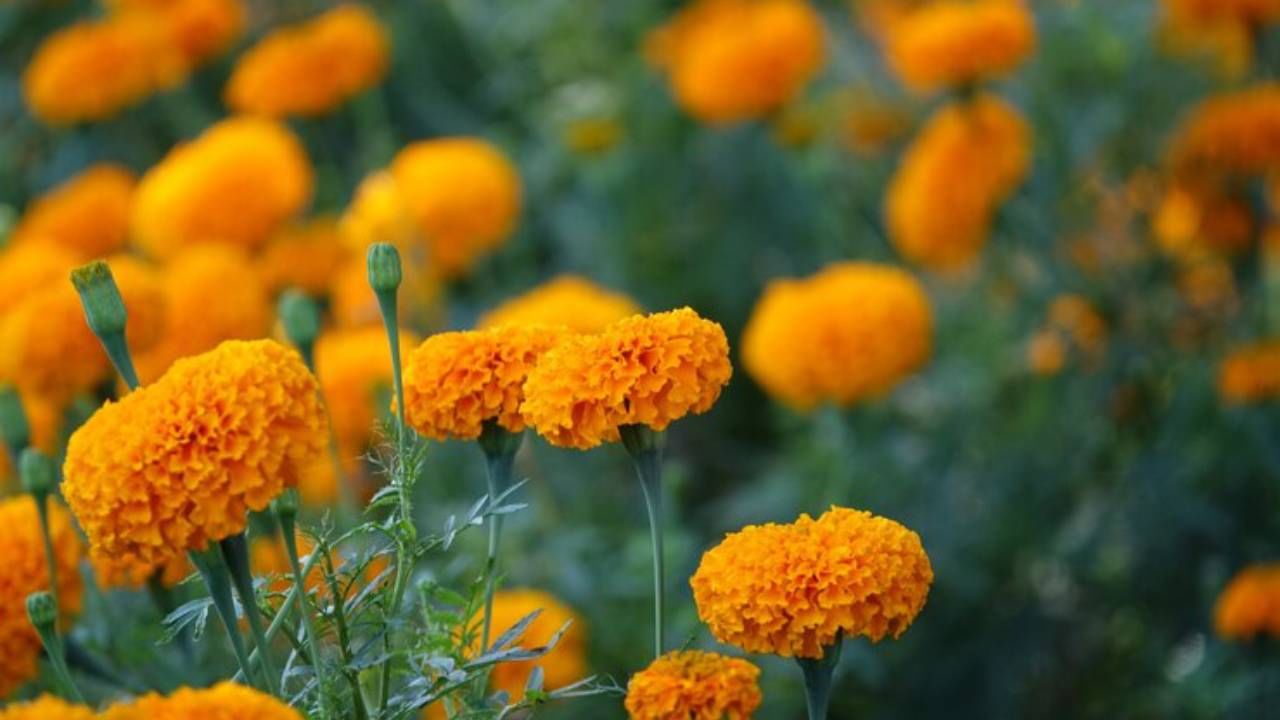 हळदीसह झेंडूची फुले एकत्र वाटून तुम्ही  पिवळा रंग तयार करू शकता. (फोटो :  Freepik)