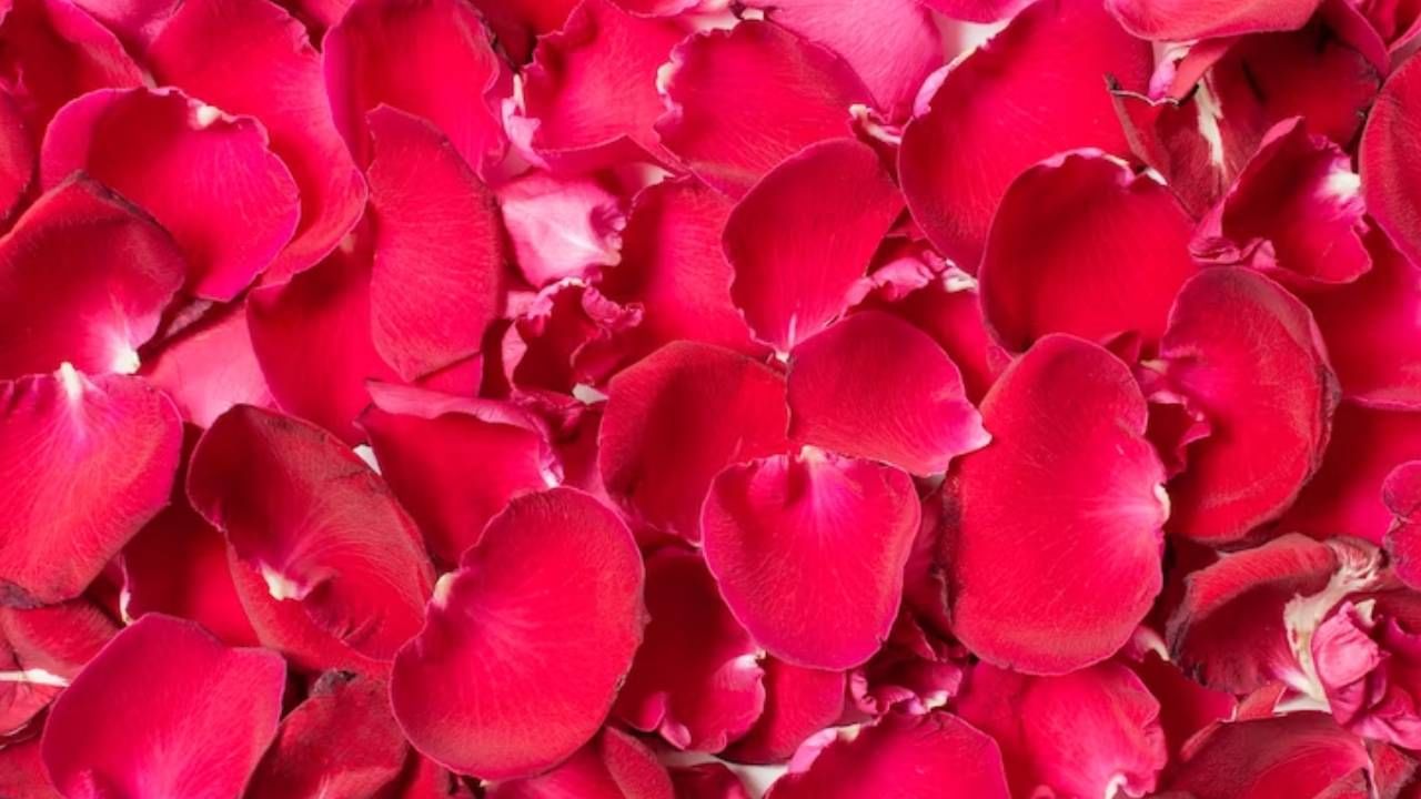 गुलाबाच्या पाकळ्या आणि चंदन हे एकत्र करून गुलाल तयार करू शकता. (फोटो :  Freepik)