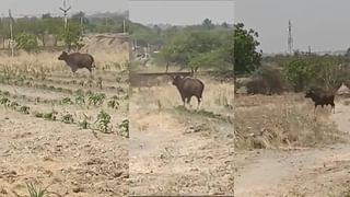 जिल्हा मध्यवर्ती सहकारी बँकेची नोकर भरती; इतक्या जणांविरुद्ध दोषारोपपत्र दाखल