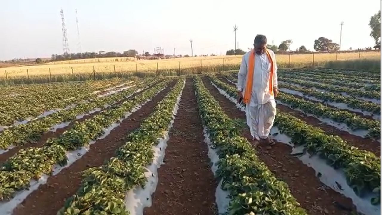 त्यामुळे चिखलदरा येथे येणाऱ्या पर्यटकांकडून स्ट्रॉबेरीची मोठी मागणी आहे