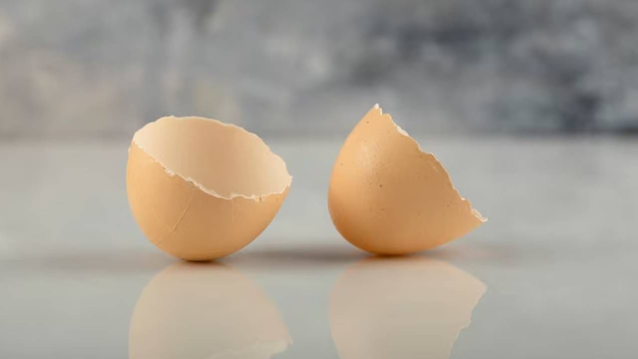 कॅल्शियम समृद्ध अंड्याच्या पांढऱ्या भागामध्ये टायटॅनियम ऑक्साईड असते. जे ॲसिडिक गोष्टींपासून दातांचे संरक्षण करण्याचे काम करते. त्यामुळे दातांमध्ये बॅक्टेरिया होत नाहीत आणि दातांना कीड लागण्याची शक्यता खूप कमी होते. (फोटो : Freepik)