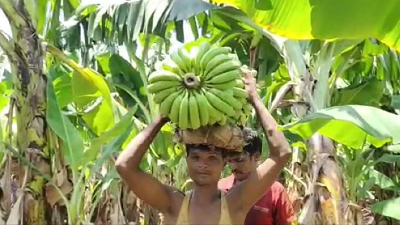 केळीची खरेदी शेतीच्या बांधावर; केळी उत्पादकांनी कैफियत मांडायची कुठं? केळीची खरेदी शेतीच्या बांधावर; केळी उत्पादकांनी कैफियत मांडायची कुठं?